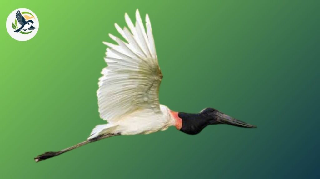 jabiru stork