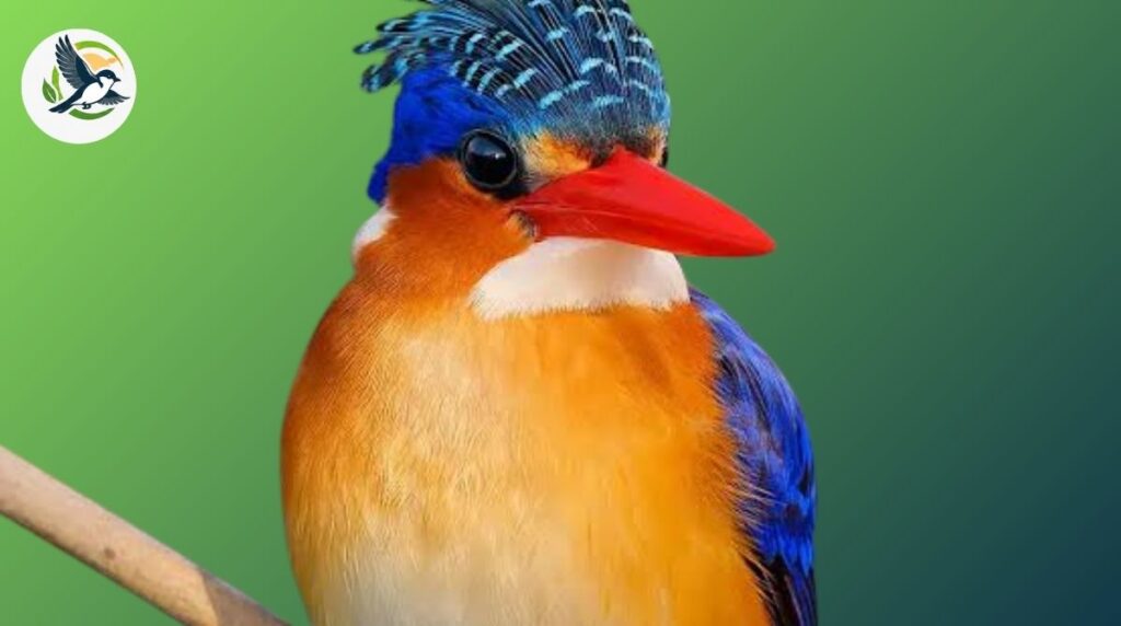 malachite kingfisher