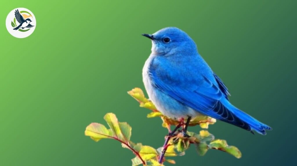 mountain bluebird