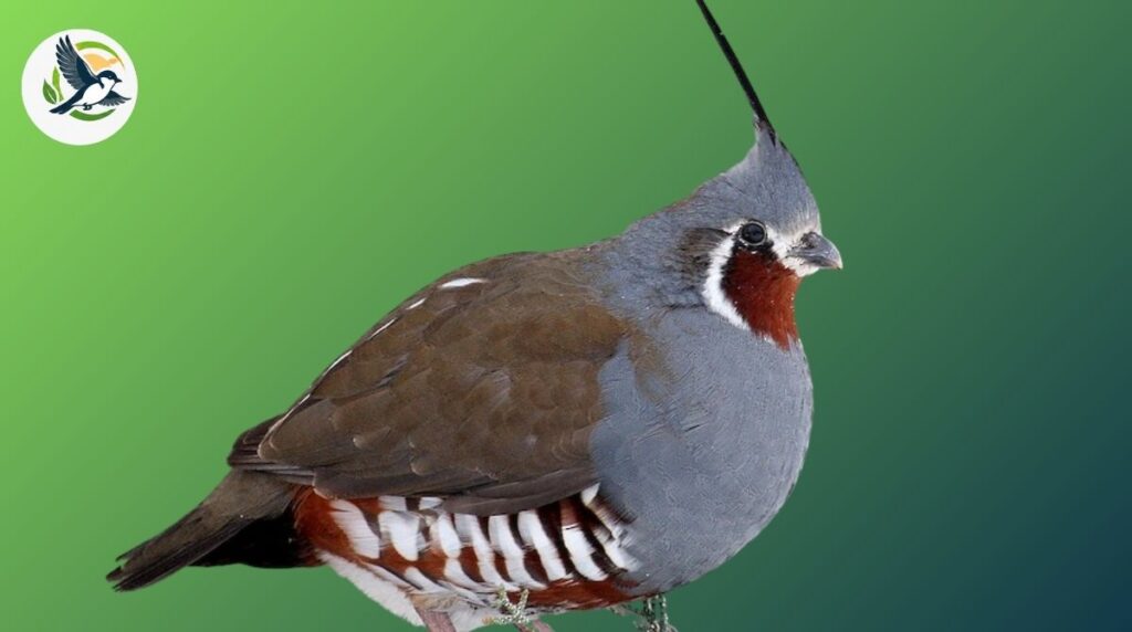 mountain quail