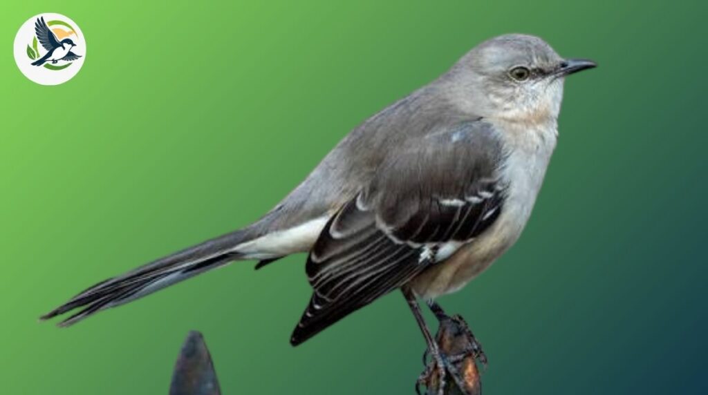 northern mockingbird
