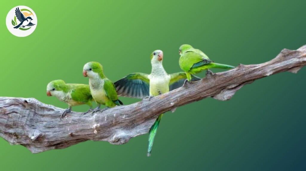 quaker parrot (monk parakeet)