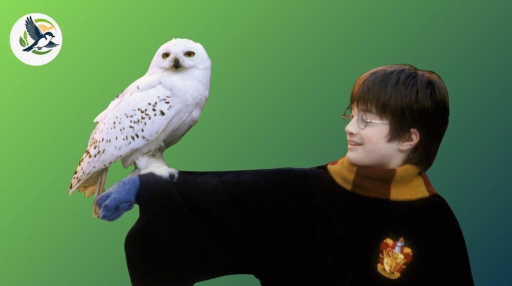 snowy owl