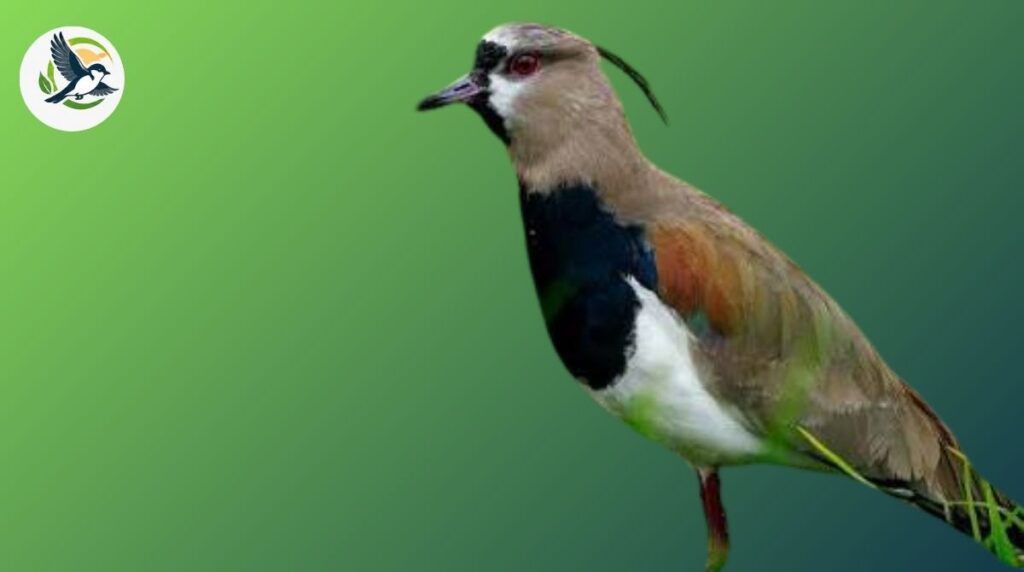 southern lapwing