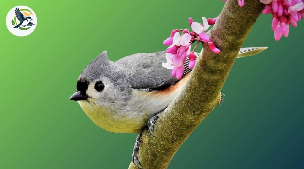 tufted titmouse