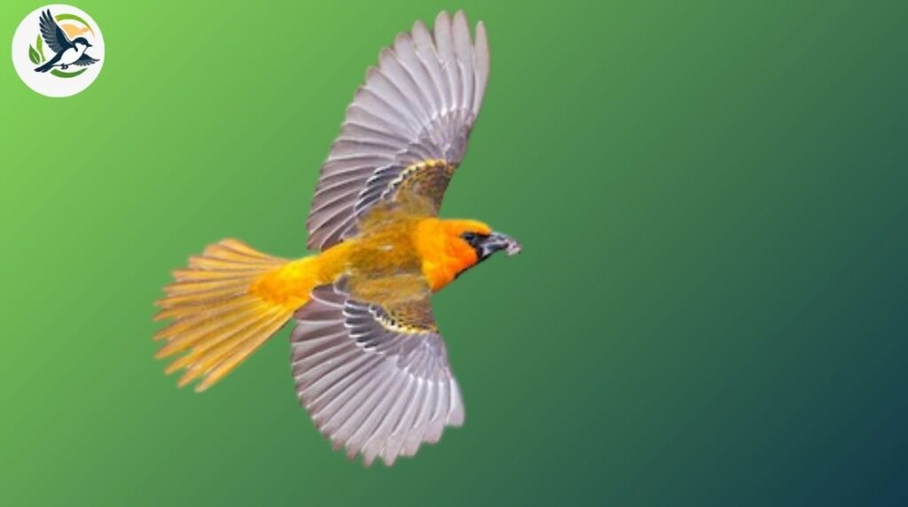 Altamira Oriole