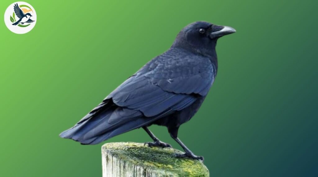 American Crow