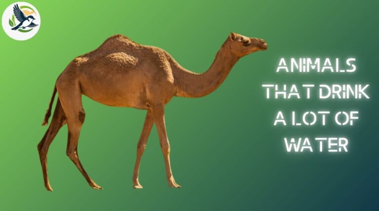 Animals That Drink a Lot of Water