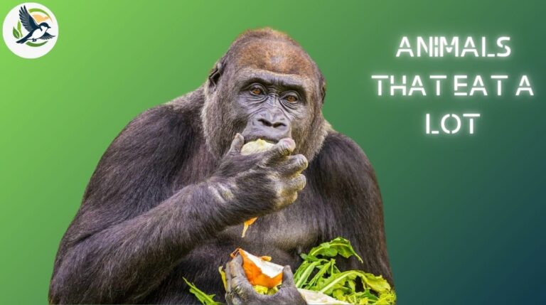 Animals That Eat a Lot