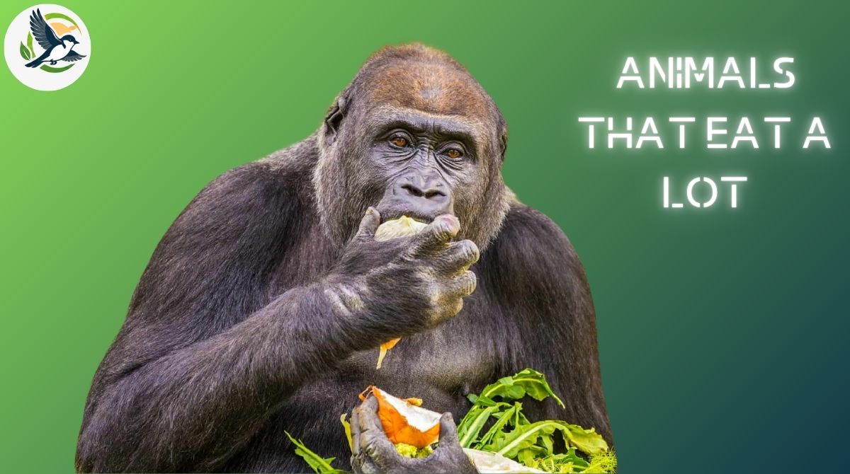 Animals That Eat a Lot
