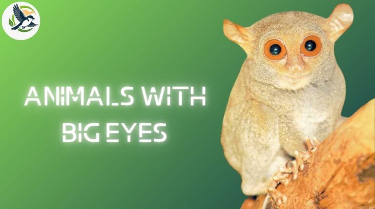 Animals With Big Eyes