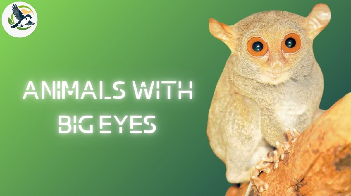 Animals With Big Eyes