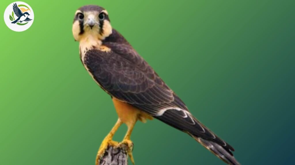 Aplomado Falcon