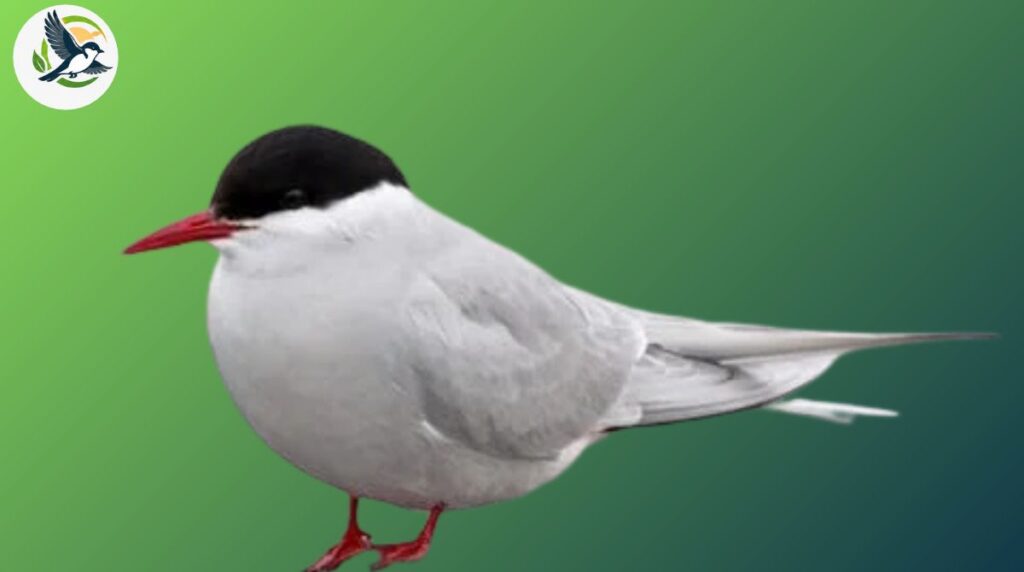 Arctic Tern