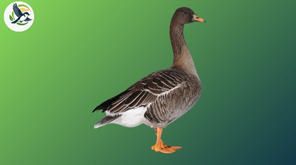 Bean Goose