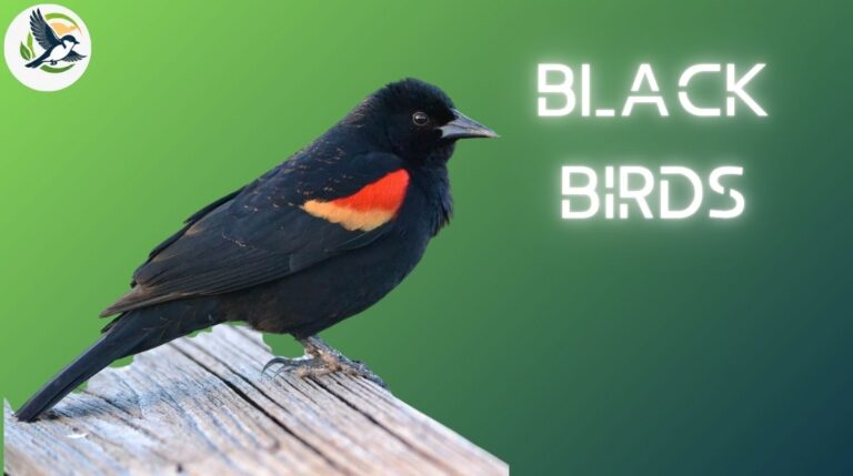 Black Birds
