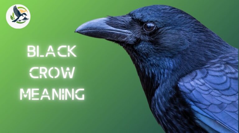 Black Crow Meaning