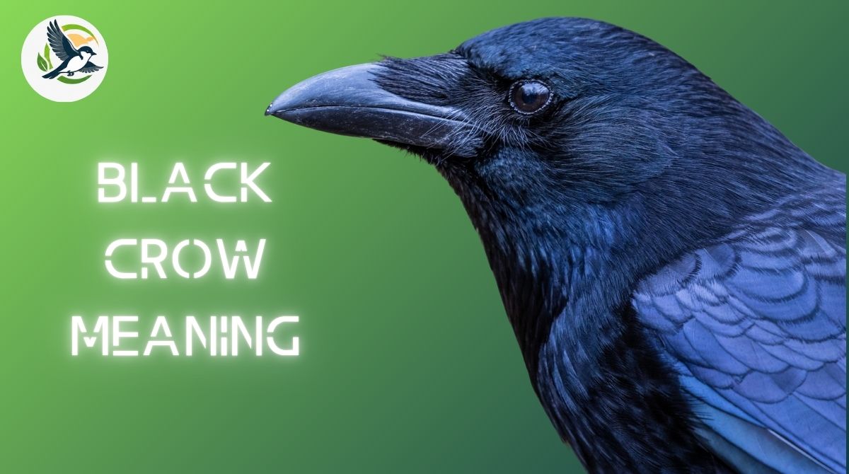 Black Crow Meaning
