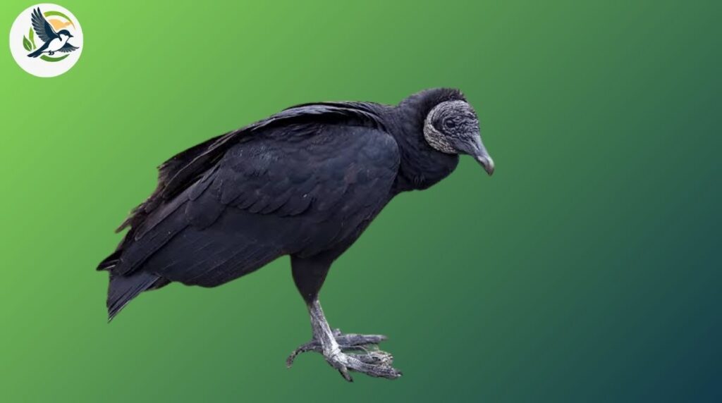 Black Vulture