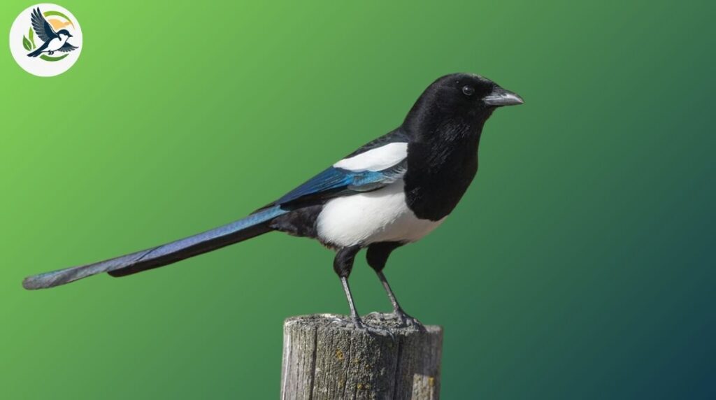 Black-billed Magpie