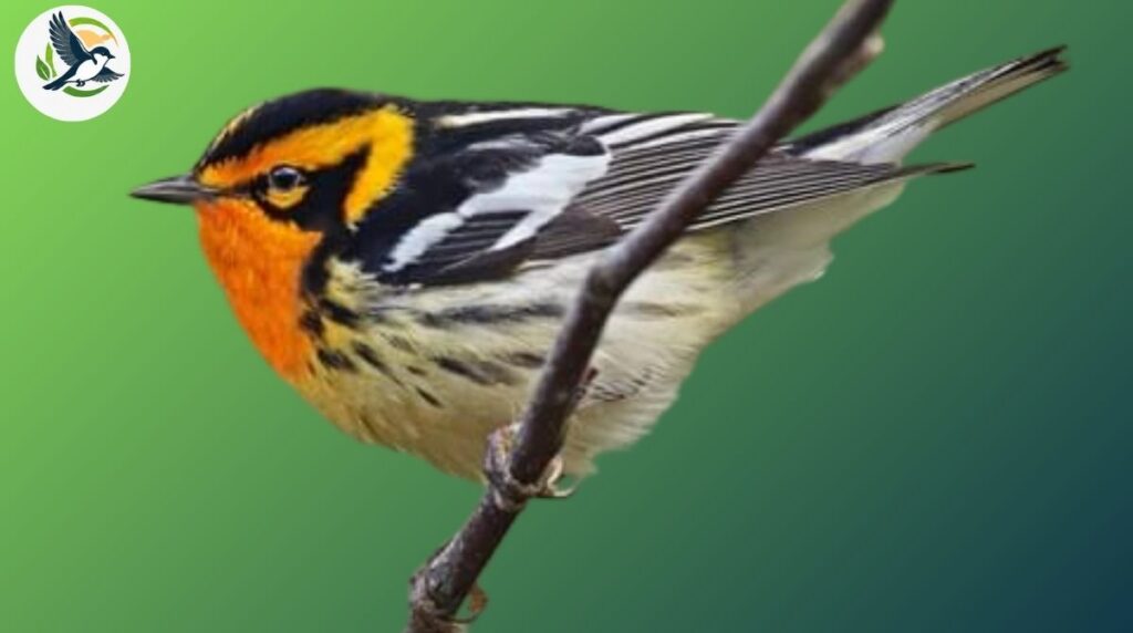 Blackburnian Warbler