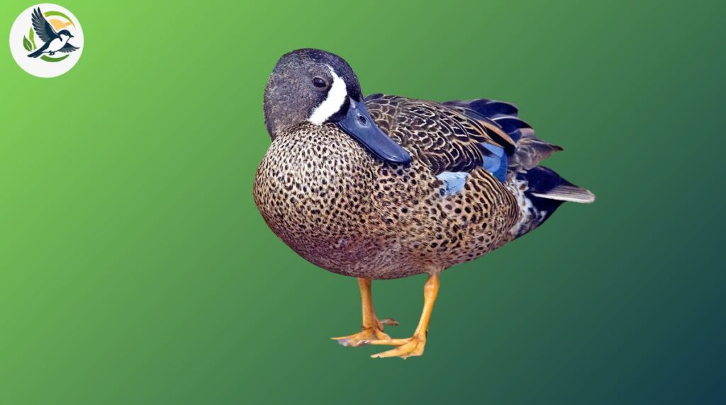Blue-Winged Teal and Its Distinctive Look