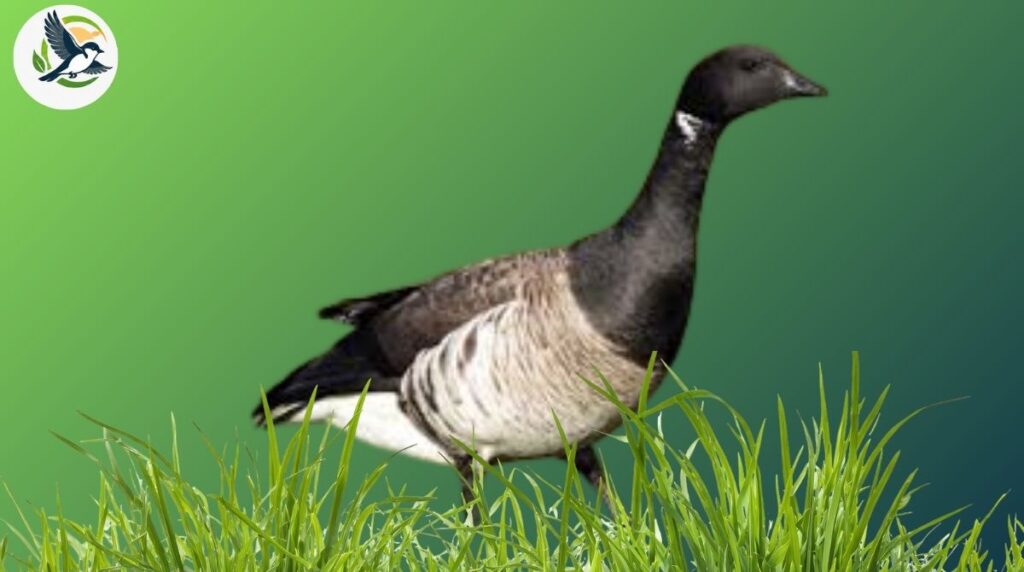 Brant Goose
