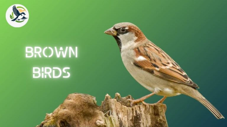 Brown Birds
