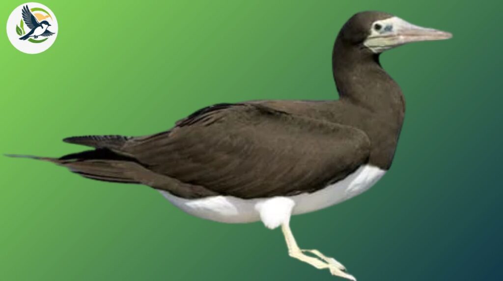 Brown Booby