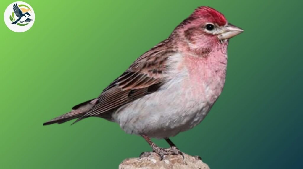 Cassin’s Finch