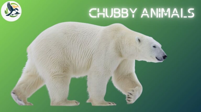 Chubby Animals.