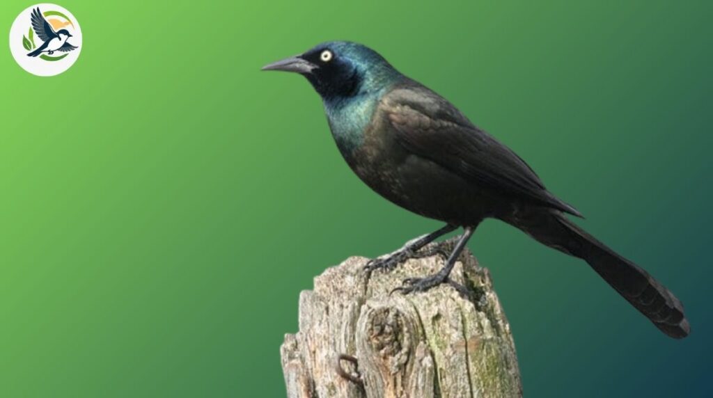 Common Blackbird