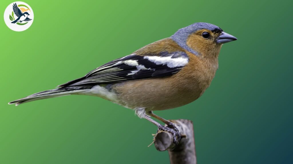 Common Chaffinch