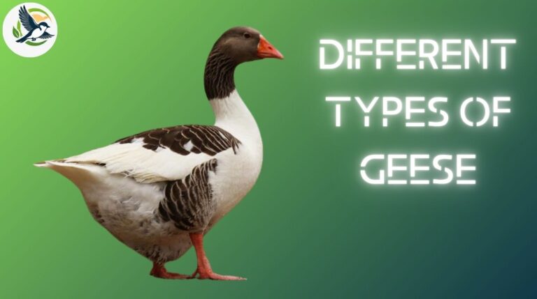 Different Types of Geese