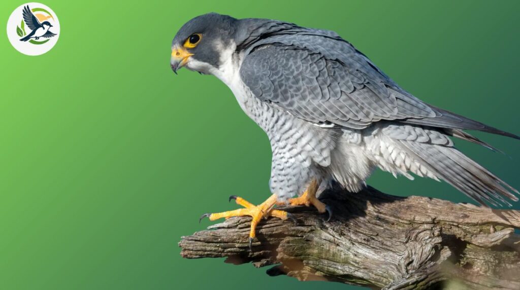 Eleonora’s Falcon