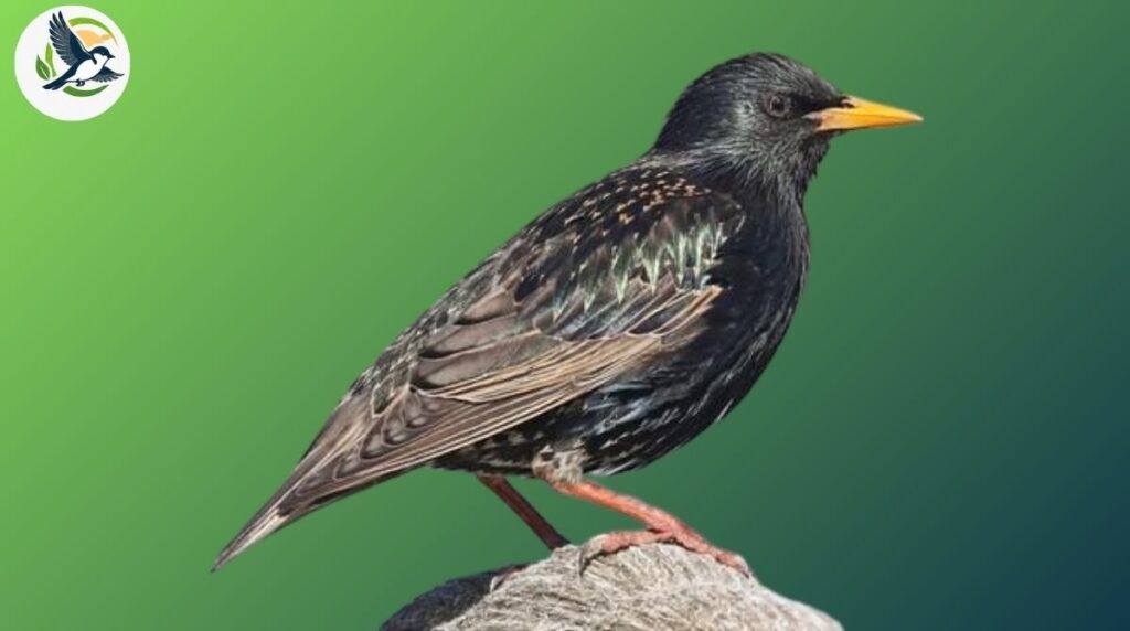 European Starling 