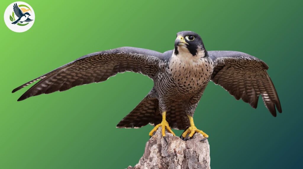Falcon Habitats and Geographic Range