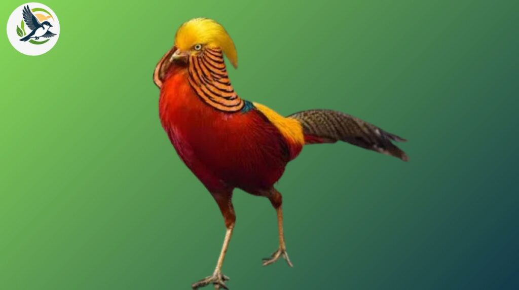 Golden Pheasant