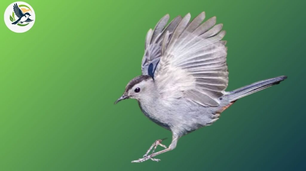 Gray Catbird