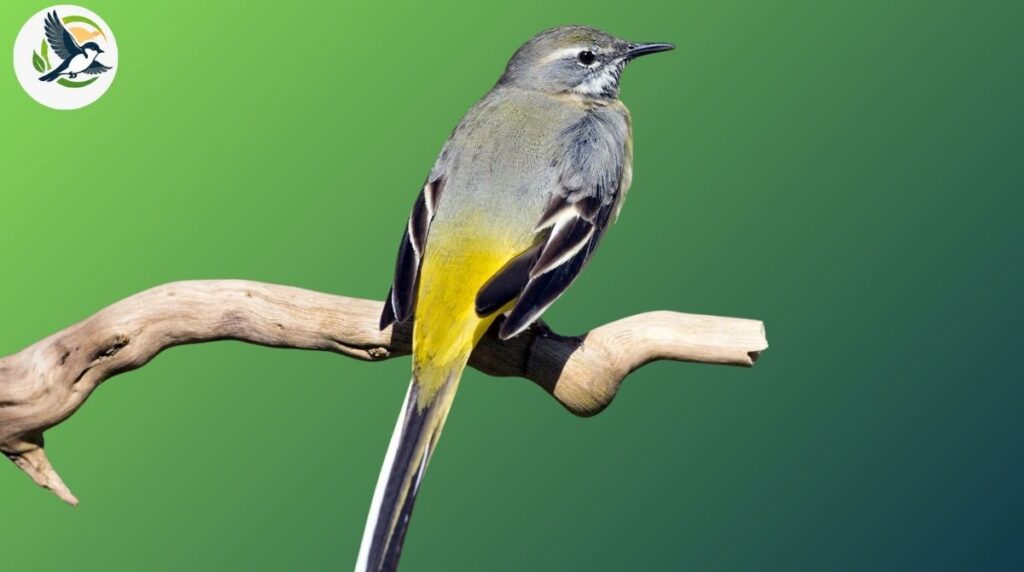 Gray Wagtail