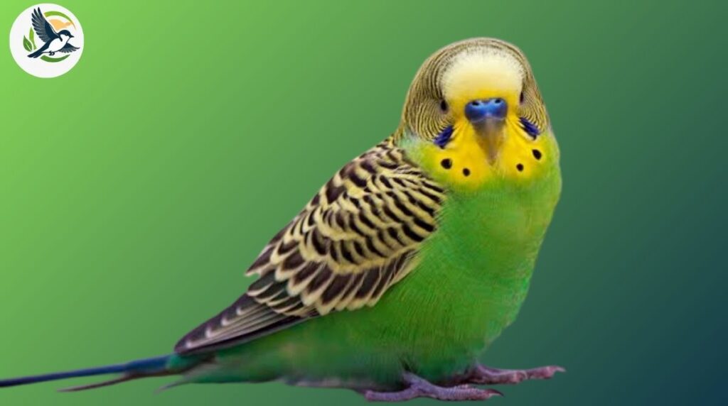 Green Bird Identification Chart 