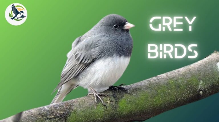 Grey Birds