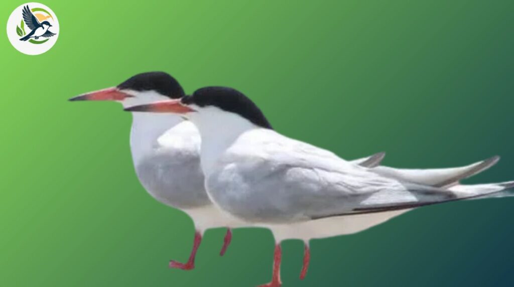 Interesting Facts About Seabirds