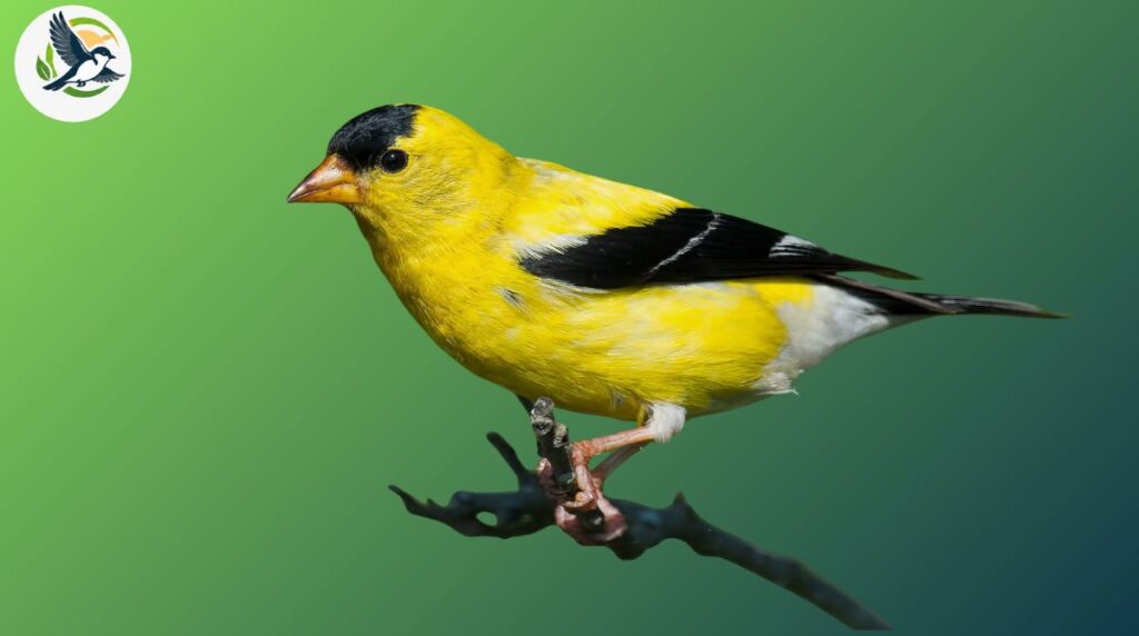 Lesser Goldfinch