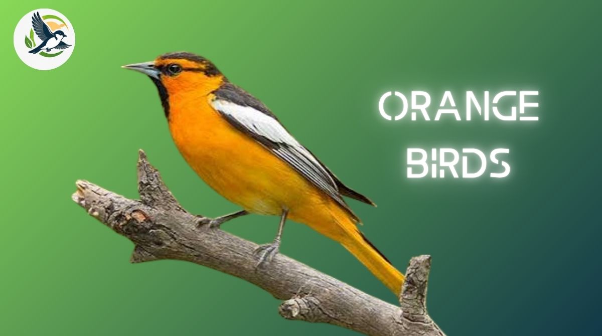Orange Birds