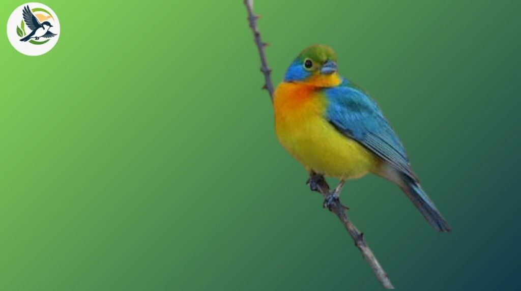 Orange-breasted Bunting