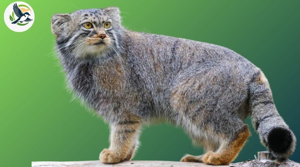 Pallas’s Cat