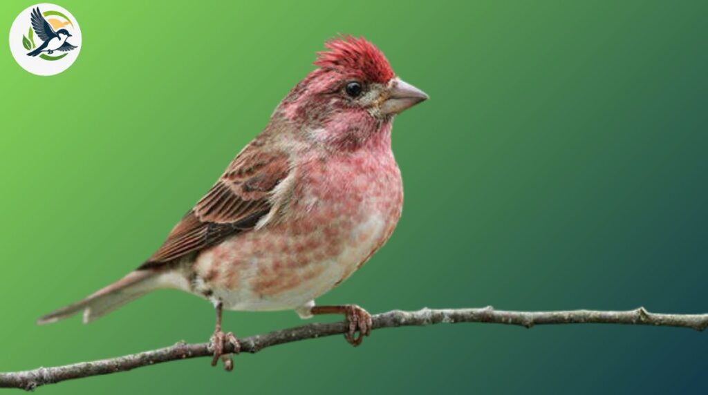 Purple Finch