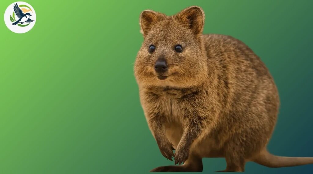Quokka