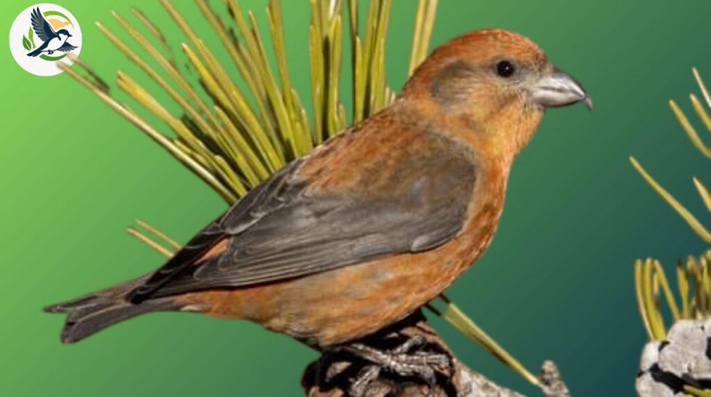 Red Crossbill